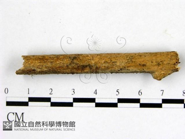 顯絲菌屬藏品圖，第1張