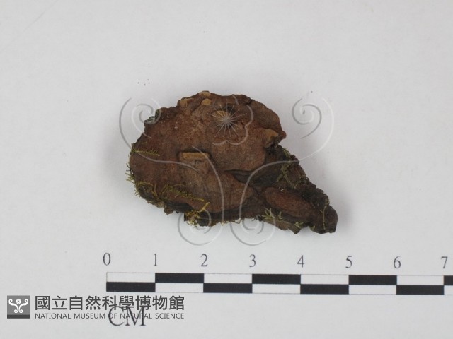 登錄號:F0006220藏品圖，第1張