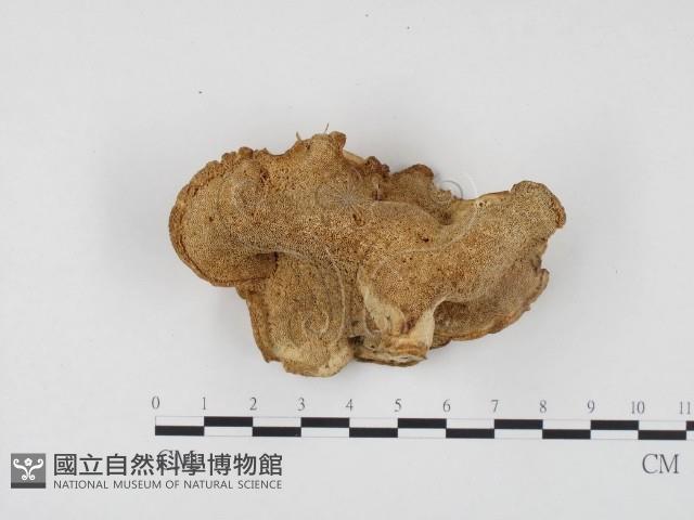登錄號:F0016220藏品圖，第1張