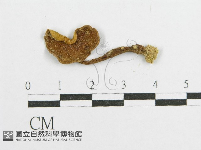 登錄號:F0011220藏品圖，第1張