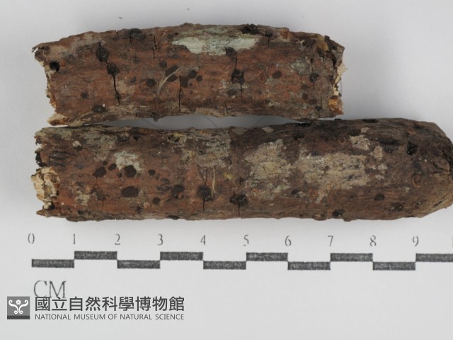 登錄號:F0031220藏品圖，第1張