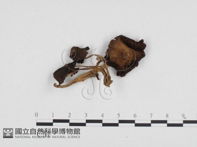 登錄號:F0024220藏品圖，第1張