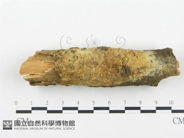 登錄號:F0004220藏品圖，第1張