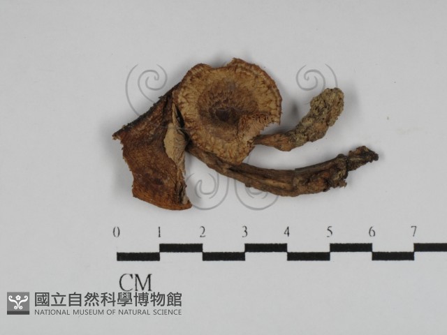 登錄號:F0014220藏品圖，第1張