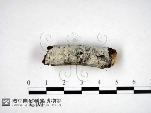 登錄號:F0022220藏品圖，第1張