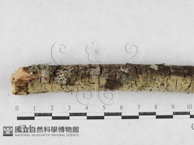 登錄號:F0027220藏品圖，第1張