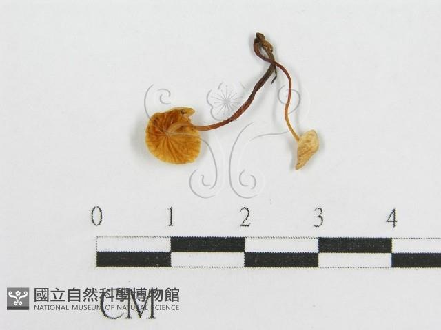 微皮傘屬藏品圖，第1張
