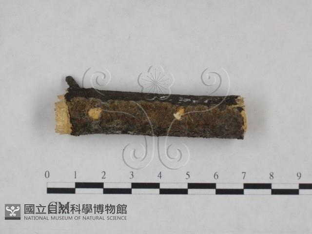 登錄號:F0025220藏品圖，第1張