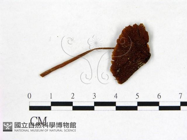 登錄號:F0005220藏品圖，第1張