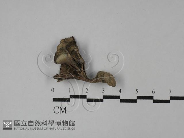 棕色革菌藏品圖，第1張