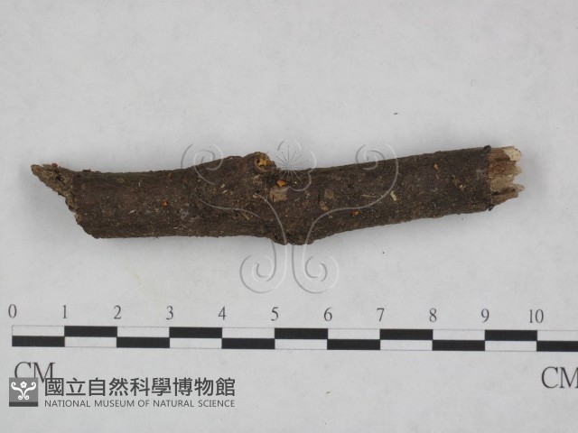 登錄號:F0023220藏品圖，第1張