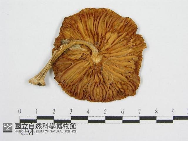 登錄號:F0013220藏品圖，第1張
