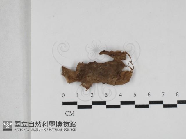 登錄號:F0033220藏品圖，第1張