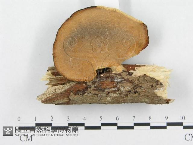 多孔菌屬藏品圖，第1張