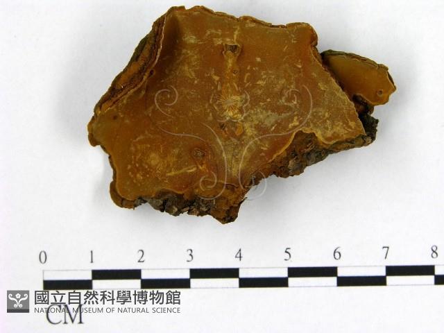 登錄號:F0018820藏品圖，第1張