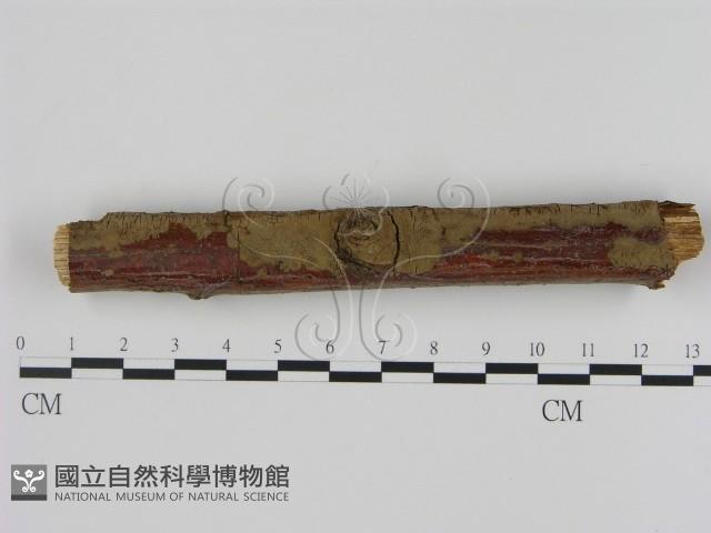 刺革菌屬藏品圖，第1張