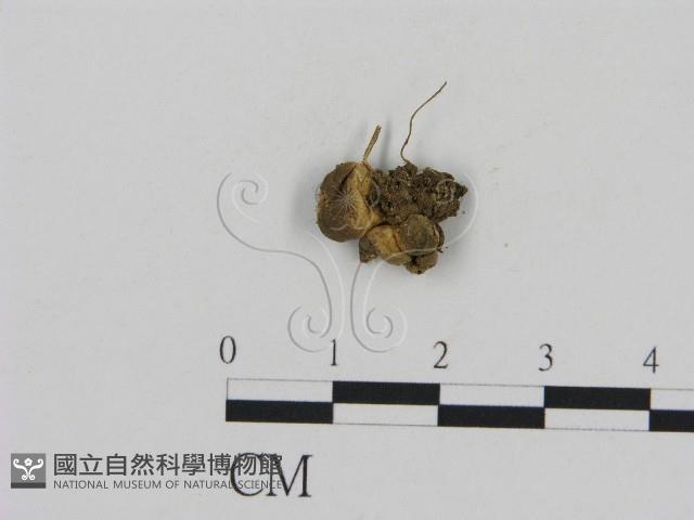 登錄號:F0010820藏品圖，第1張