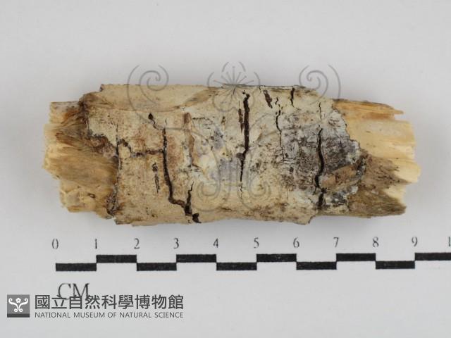 登錄號:F0030820藏品圖，第1張