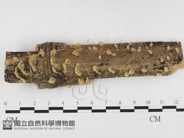 登錄號:F0026820藏品圖，第1張