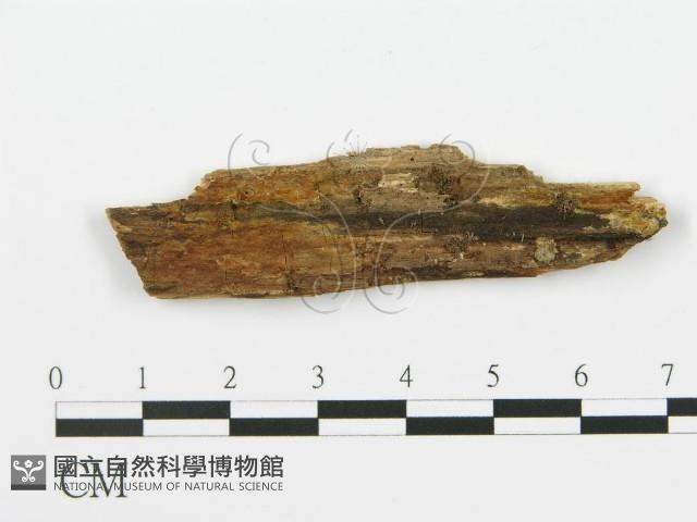 登錄號:F0016820藏品圖，第1張