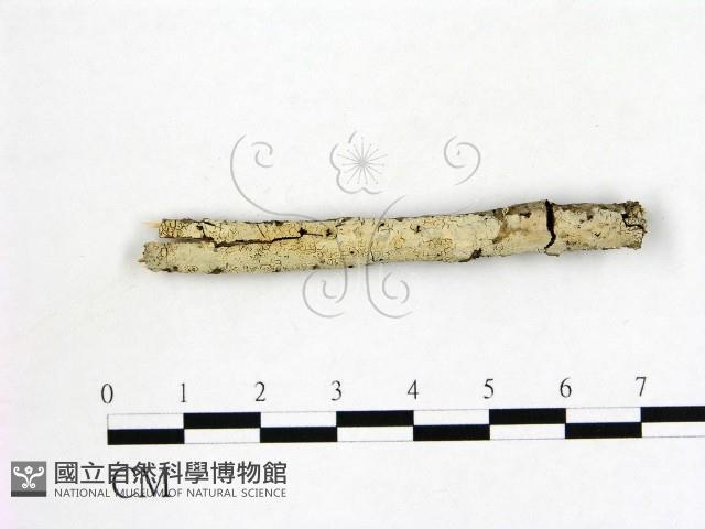 登錄號:F0021820藏品圖，第1張