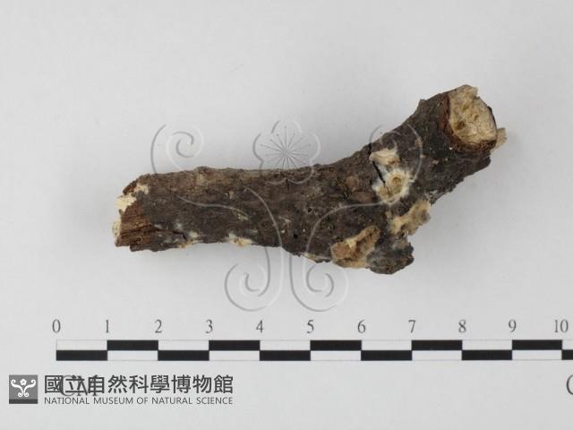 登錄號:F0001820藏品圖，第1張