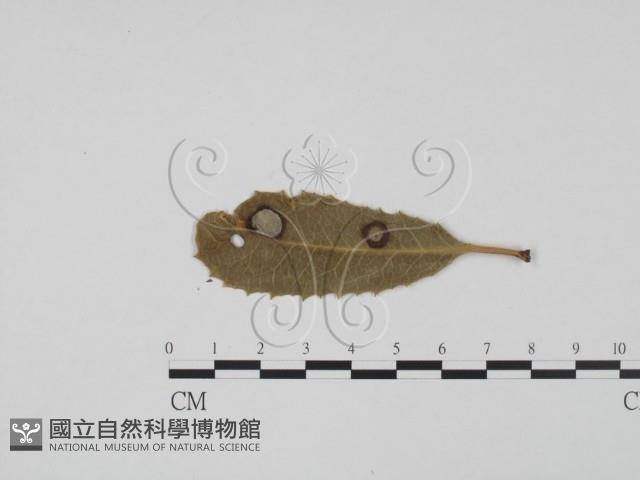 登錄號:F0011820藏品圖，第1張