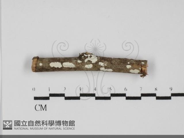 登錄號:F0031820藏品圖，第1張