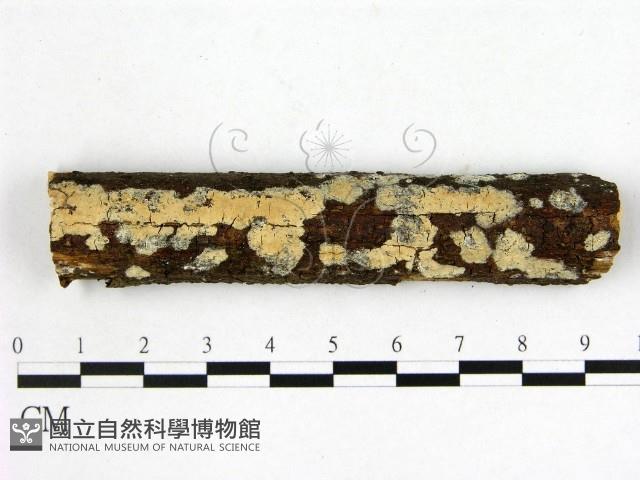 登錄號:F0014820藏品圖，第1張