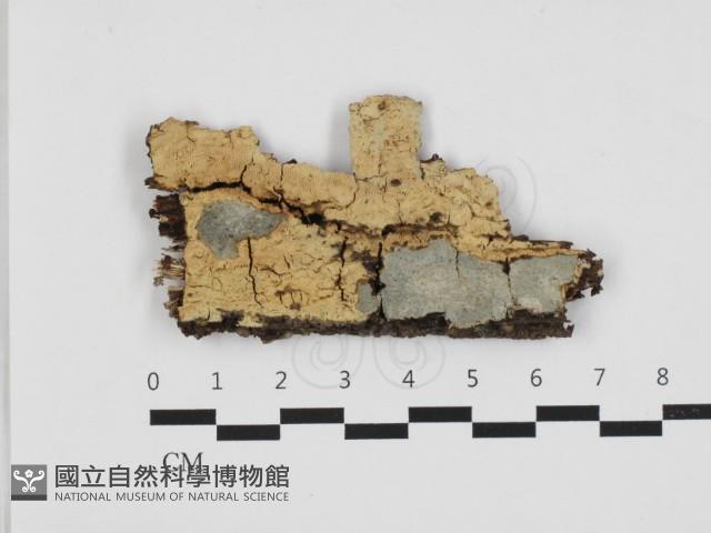 絲齒菌屬藏品圖，第1張