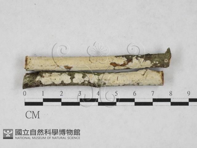 登錄號:F0027820藏品圖，第1張