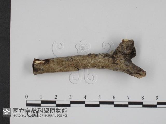 登錄號:F0007820藏品圖，第1張