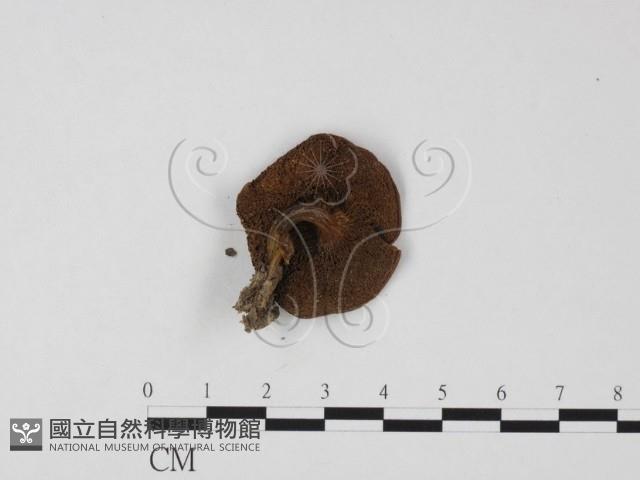 登錄號:F0025820藏品圖，第1張