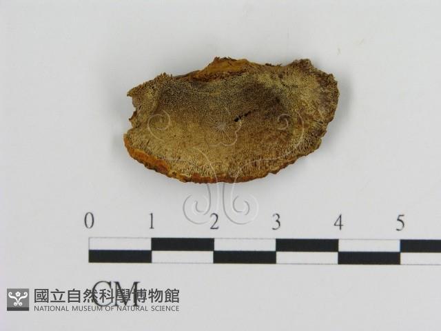 登錄號:F0005820藏品圖，第1張