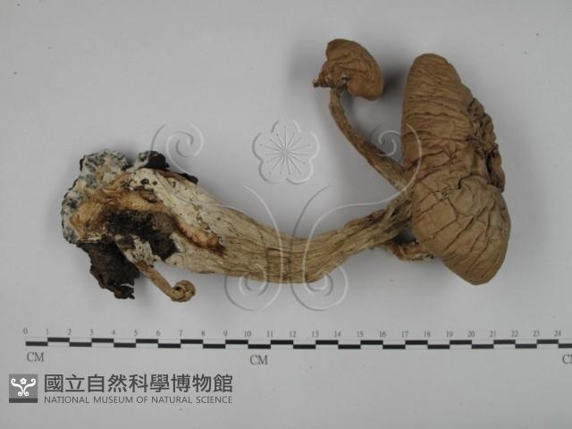 登錄號:F0015820藏品圖，第1張
