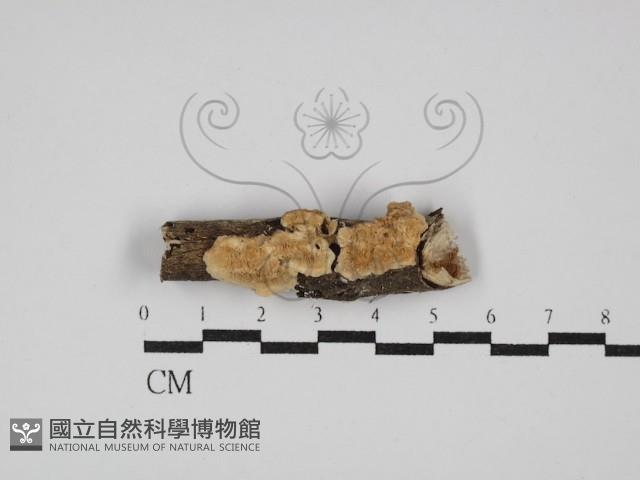 登錄號:F0029820藏品圖，第1張