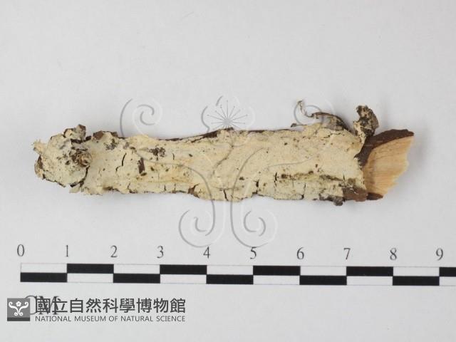 登錄號:F0023820藏品圖，第1張