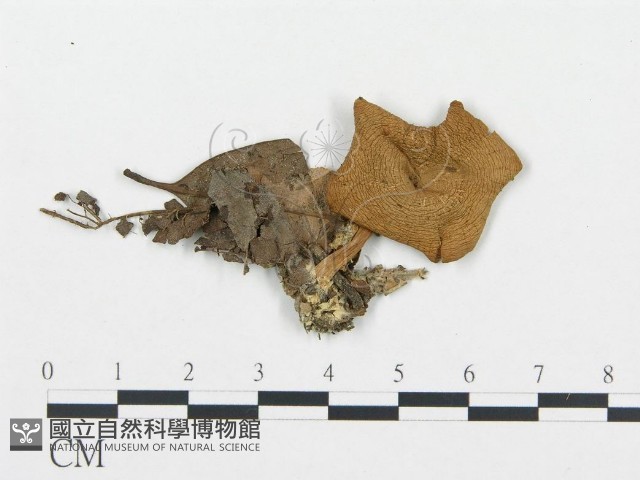 杯傘屬藏品圖，第1張