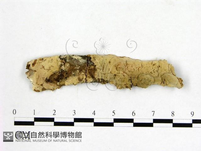 顯絲菌屬藏品圖，第1張