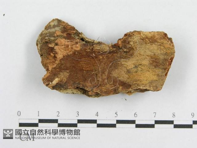 登錄號:F0000920藏品圖，第1張