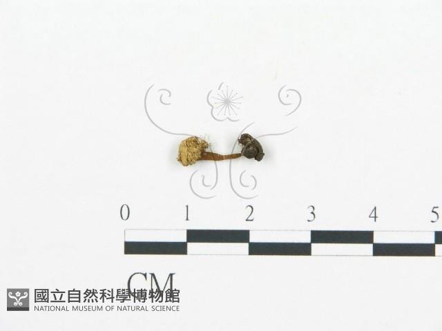 集毛菌屬藏品圖，第1張