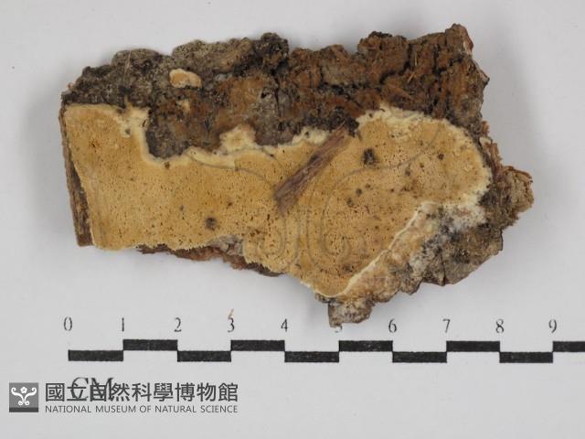 登錄號:F0030920藏品圖，第1張