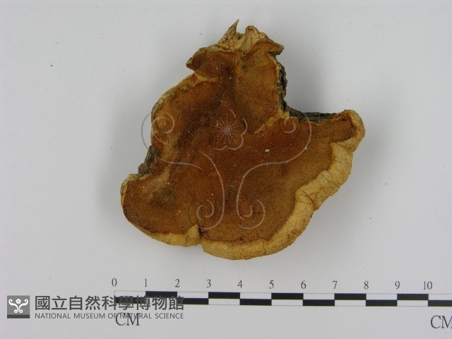 登錄號:F0016920藏品圖，第1張