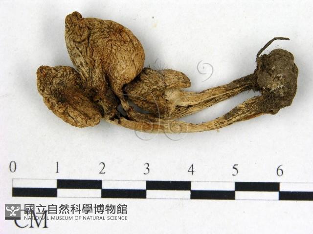 登錄號:F0021920藏品圖，第1張