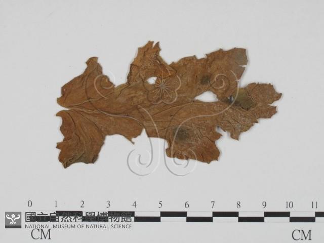 登錄號:F0011920藏品圖，第1張