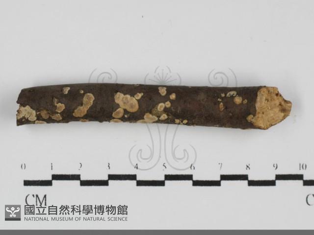 登錄號:F0031920藏品圖，第1張
