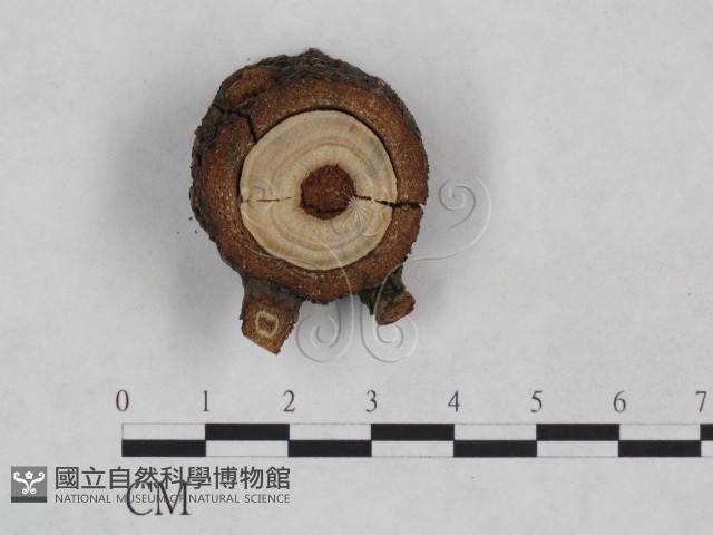 登錄號:F0024920藏品圖，第1張