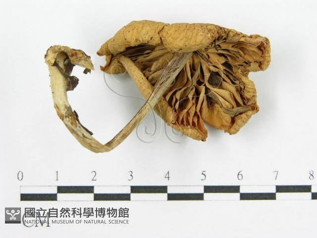 登錄號:F0004920藏品圖，第1張