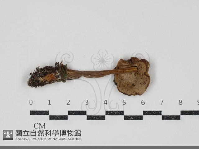 登錄號:F0034920藏品圖，第1張