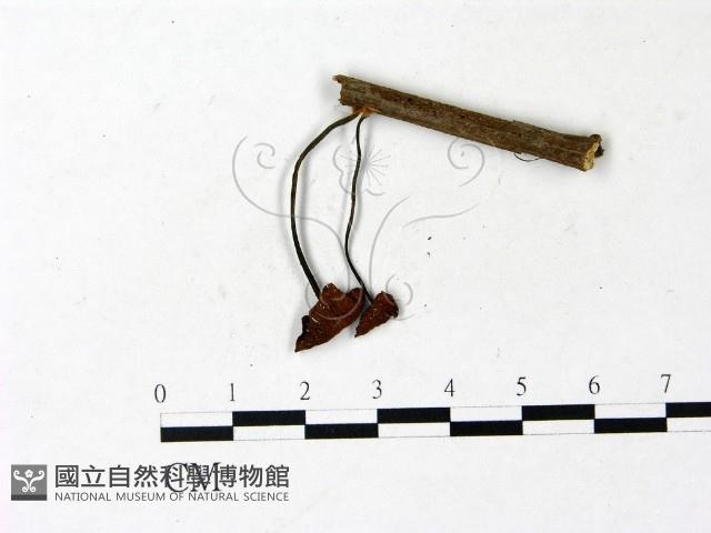 登錄號:F0022920藏品圖，第1張